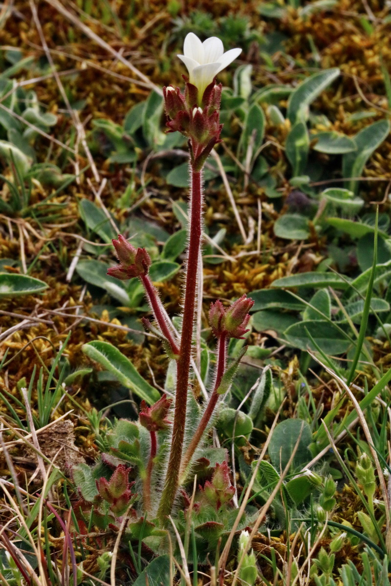 RNA-2017-04-04-00027763p_Bildgr��e �ndern