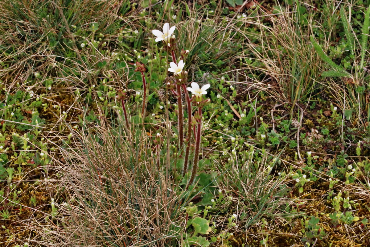 RNA-2017-04-04-00027770p_Bildgr��e �ndern