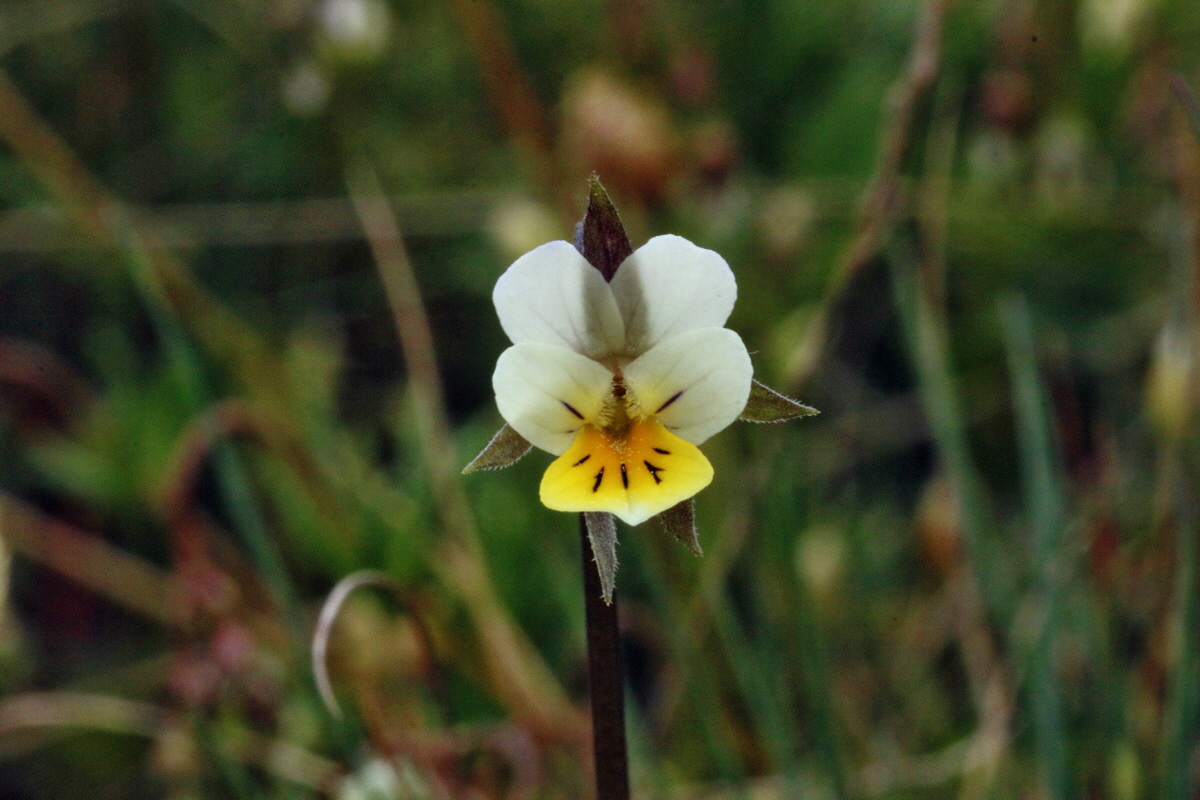 RNA-2017-04-04-00027774p_Bildgr��e �ndern