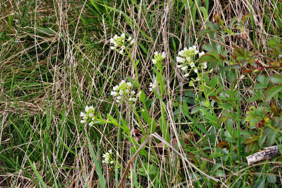 RNA-2017-04-04-00027777p_Bildgr��e �ndern