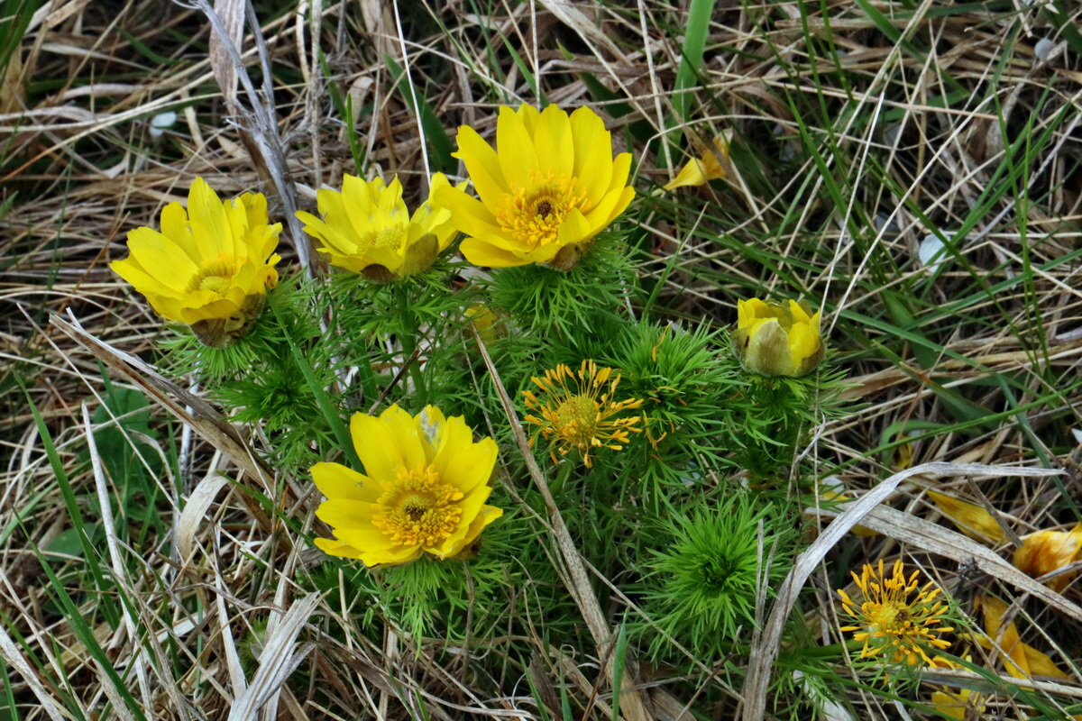 RNA-2017-04-04-00027787p_Bildgr��e �ndern