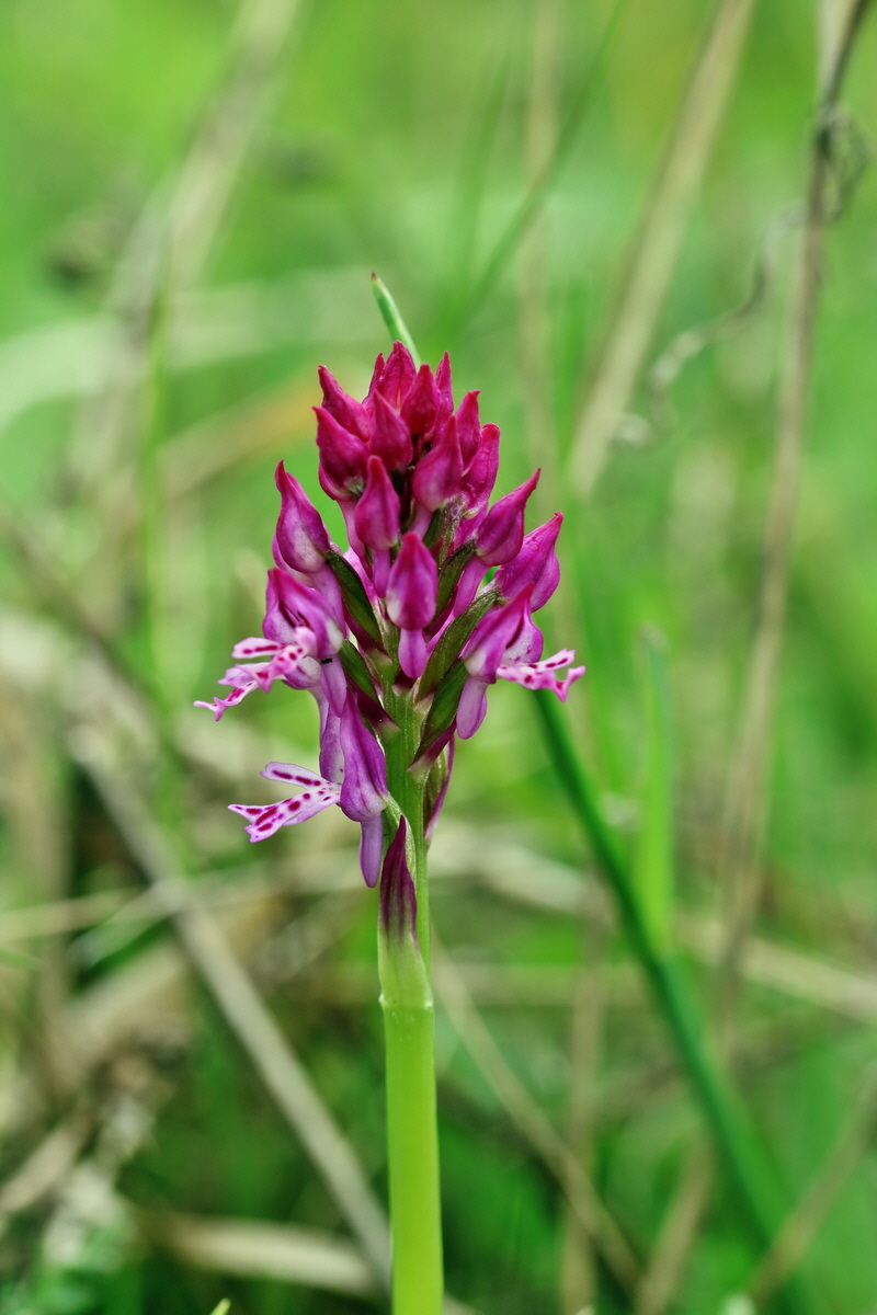 RNA_2017_05_06_2684p_Bildgr��e �ndern