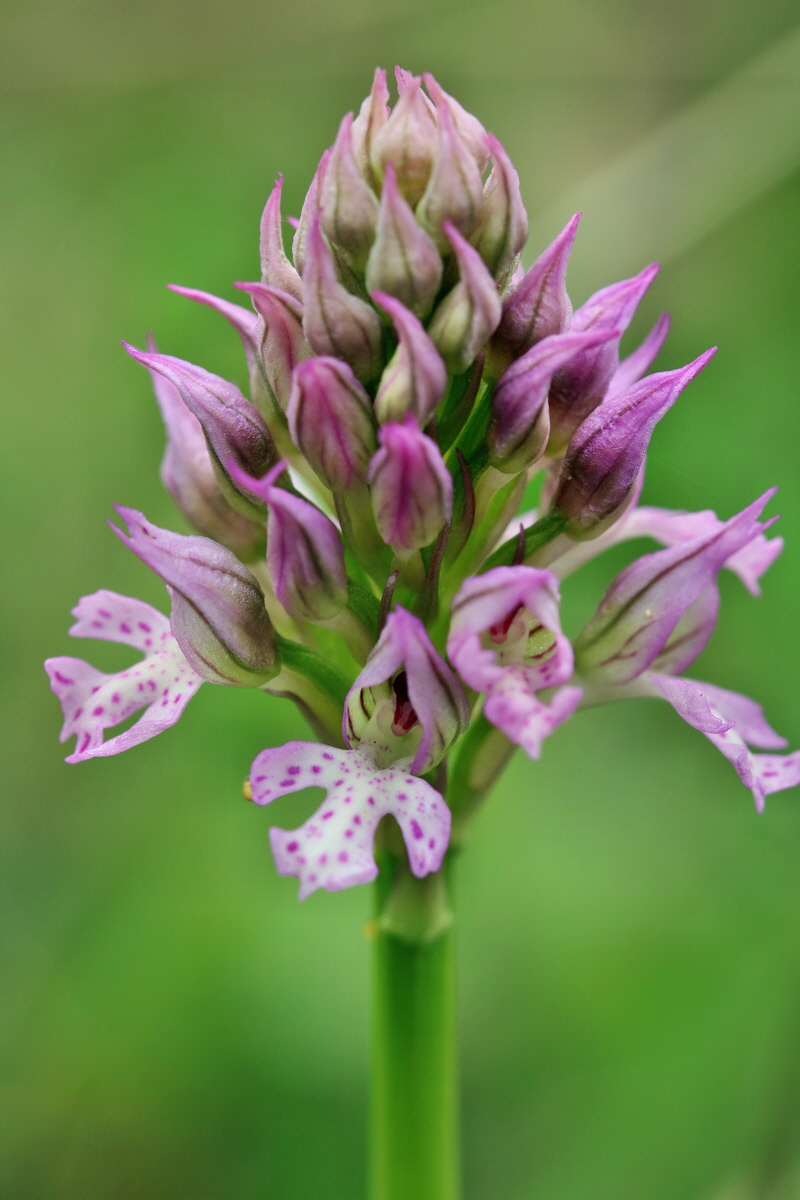 RNA_2017_05_06_2691p_Bildgr��e �ndern