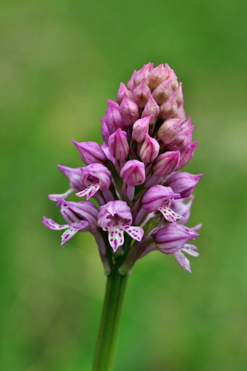 RNA_2017_05_06_2697p_Bildgr��e �ndern