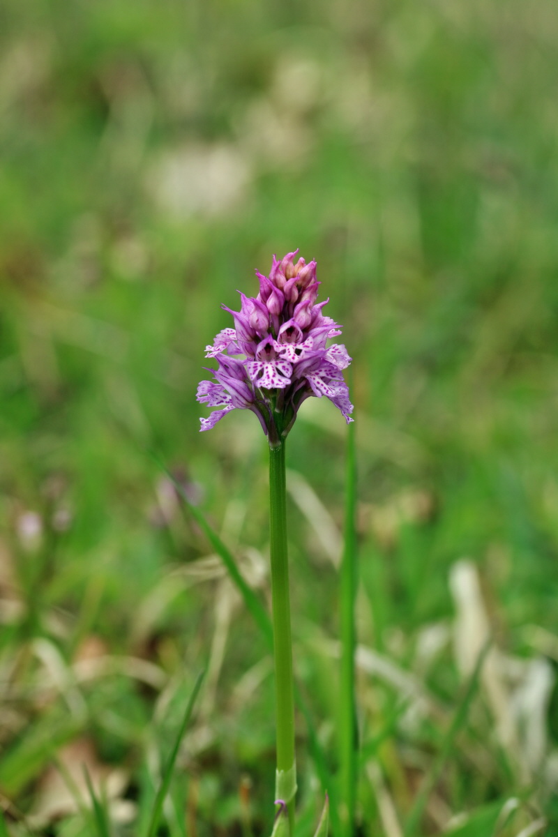 RNA_2017_05_06_2699p_Bildgr��e �ndern