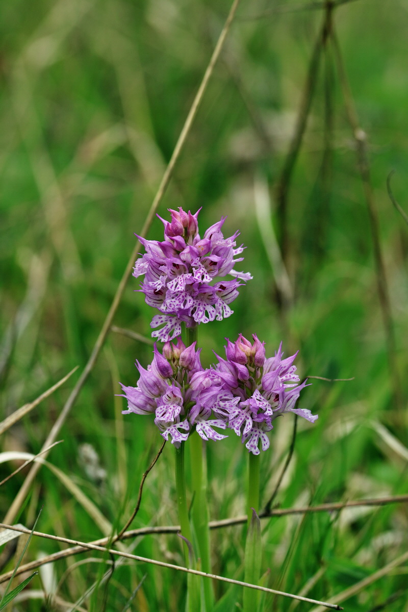 RNA_2017_05_06_2702p_Bildgr��e �ndern