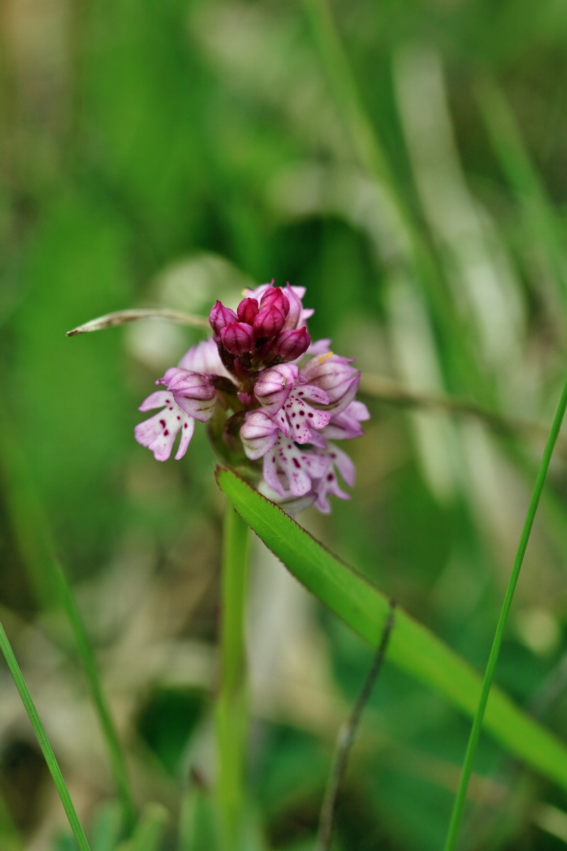 RNA_2017_05_06_2711p_Bildgr��e �ndern