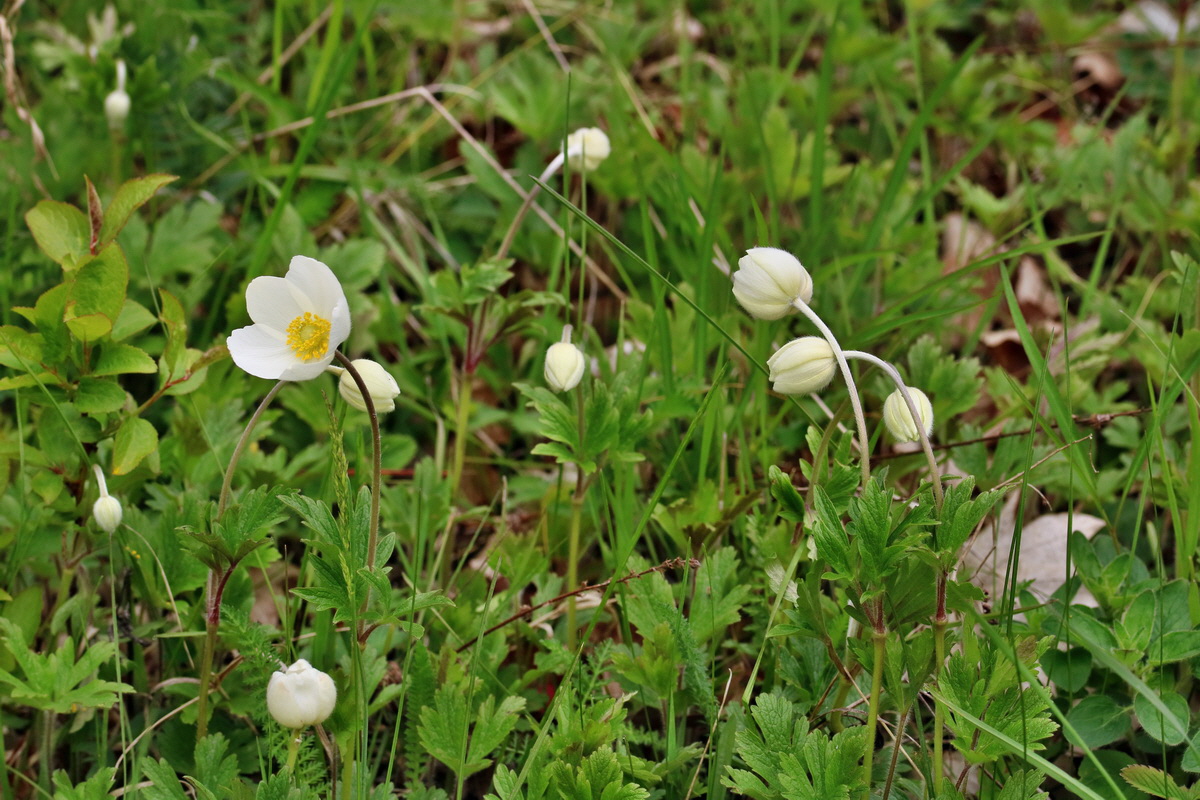 RNA_2017_05_06_2720p_Bildgr��e �ndern