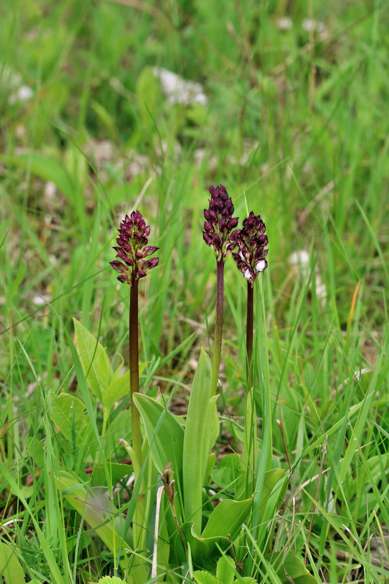 RNA_2017_05_06_2730p_Bildgr��e �ndern