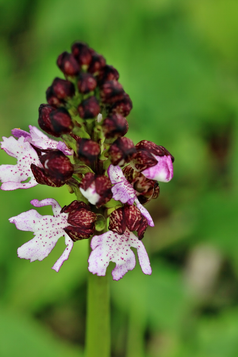 RNA_2017_05_06_2734p_Bildgr��e �ndern