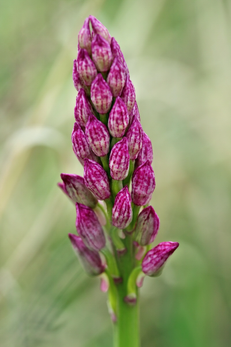 RNA_2017_05_06_2739p_Bildgr��e �ndern