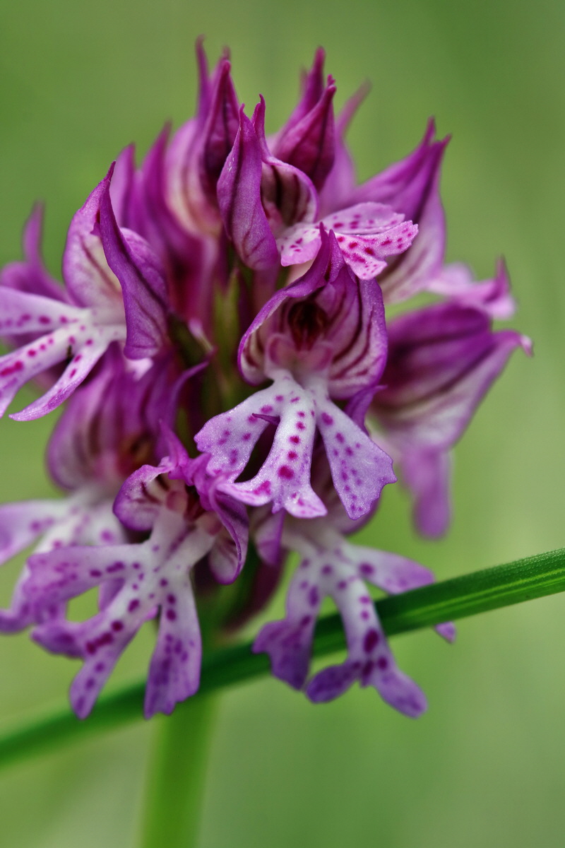 RNA_2017_05_06_2766p_Bildgr��e �ndern