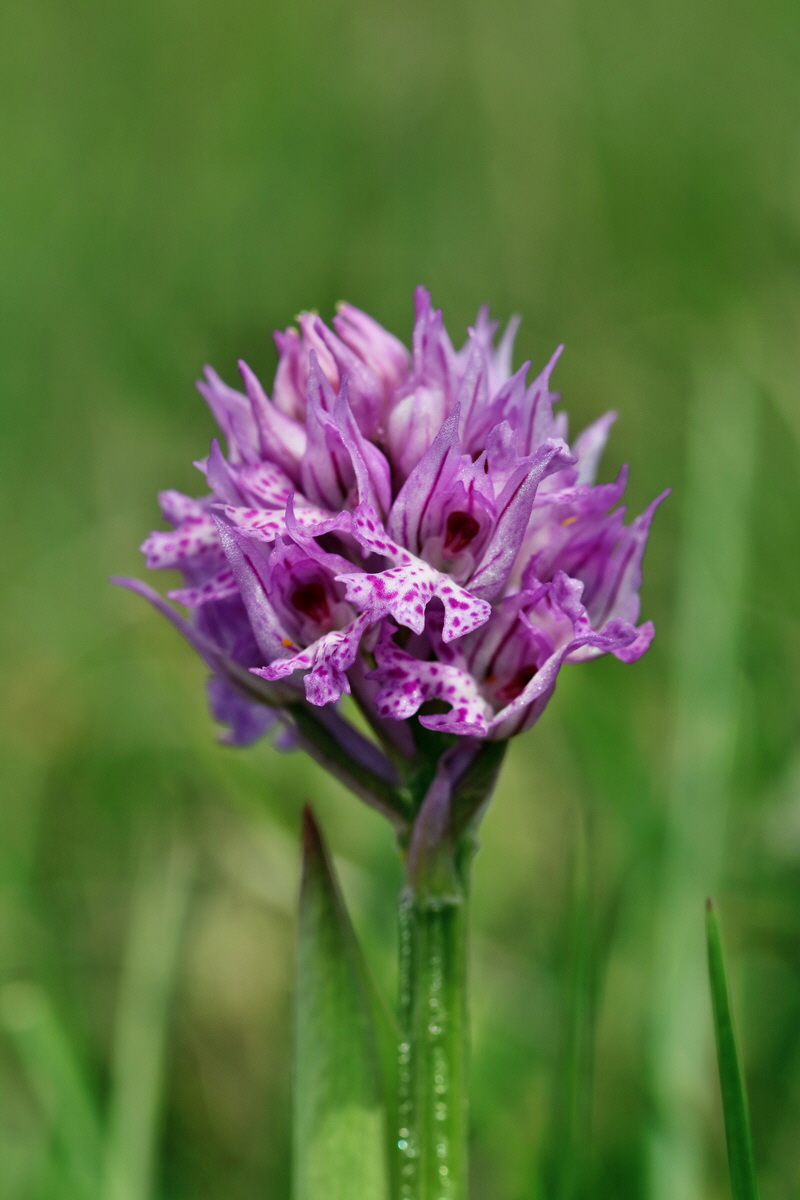 RNA_2017_05_06_2769p_Bildgr��e �ndern