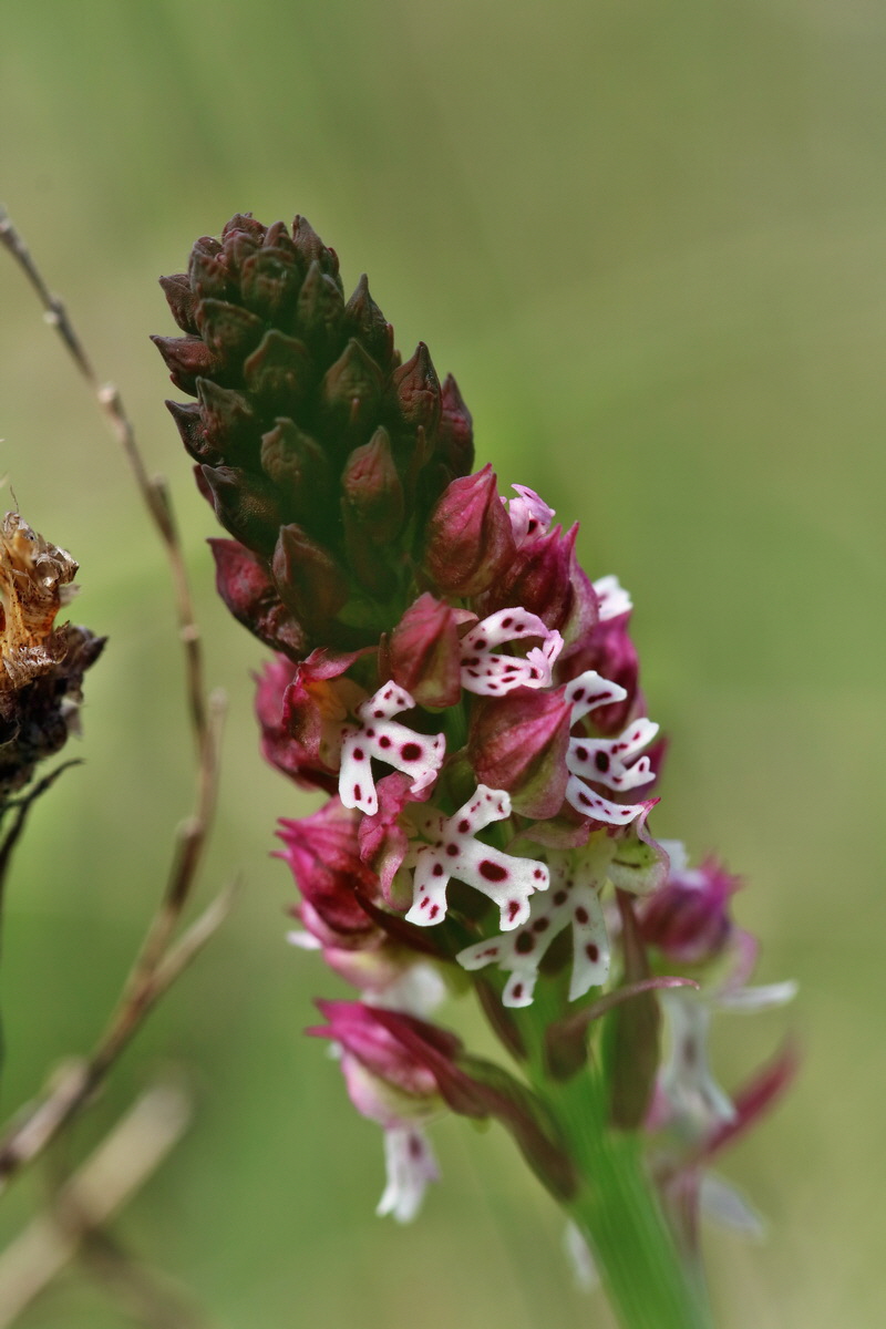 RNA_2017_05_06_2786p_Bildgr��e �ndern