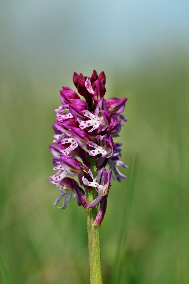 RNA_2017_05_06_2790p_Bildgr��e �ndern