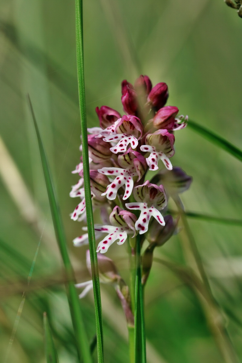 RNA_2017_05_06_2795p_Bildgr��e �ndern