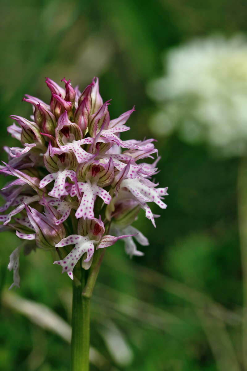 RNA_2017_05_06_2805p_Bildgr��e �ndern