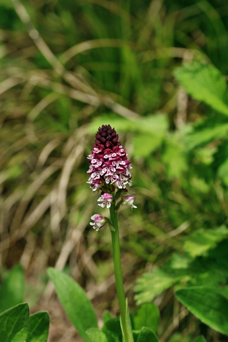 RNA_2017_05_06_2812p_Bildgr��e �ndern