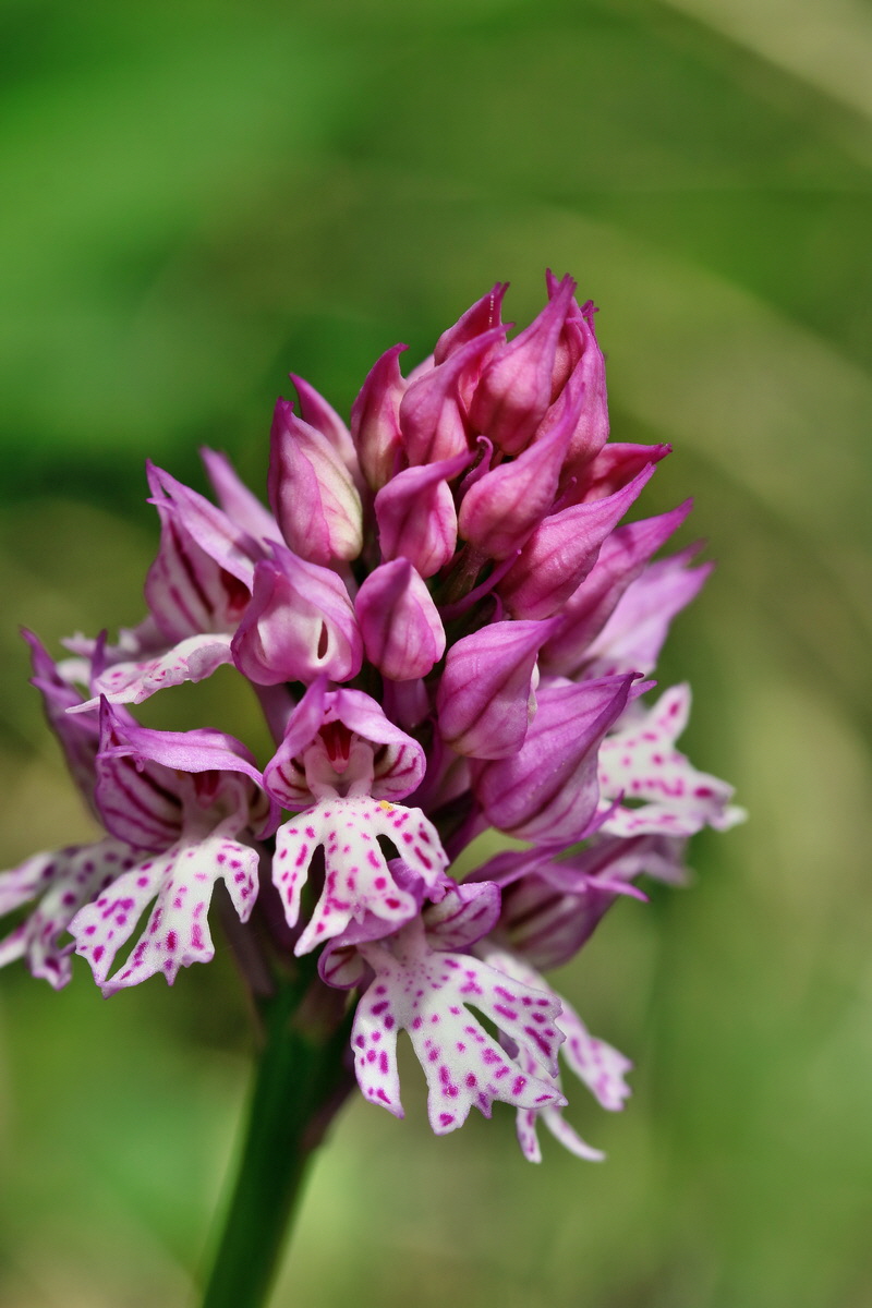 RNA_2017_05_06_2817p_Bildgr��e �ndern