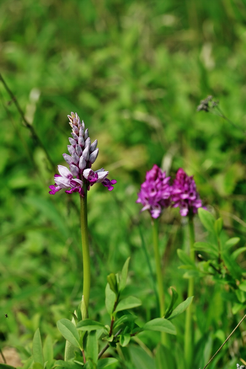 RNA_2017_05_06_2821p_Bildgr��e �ndern