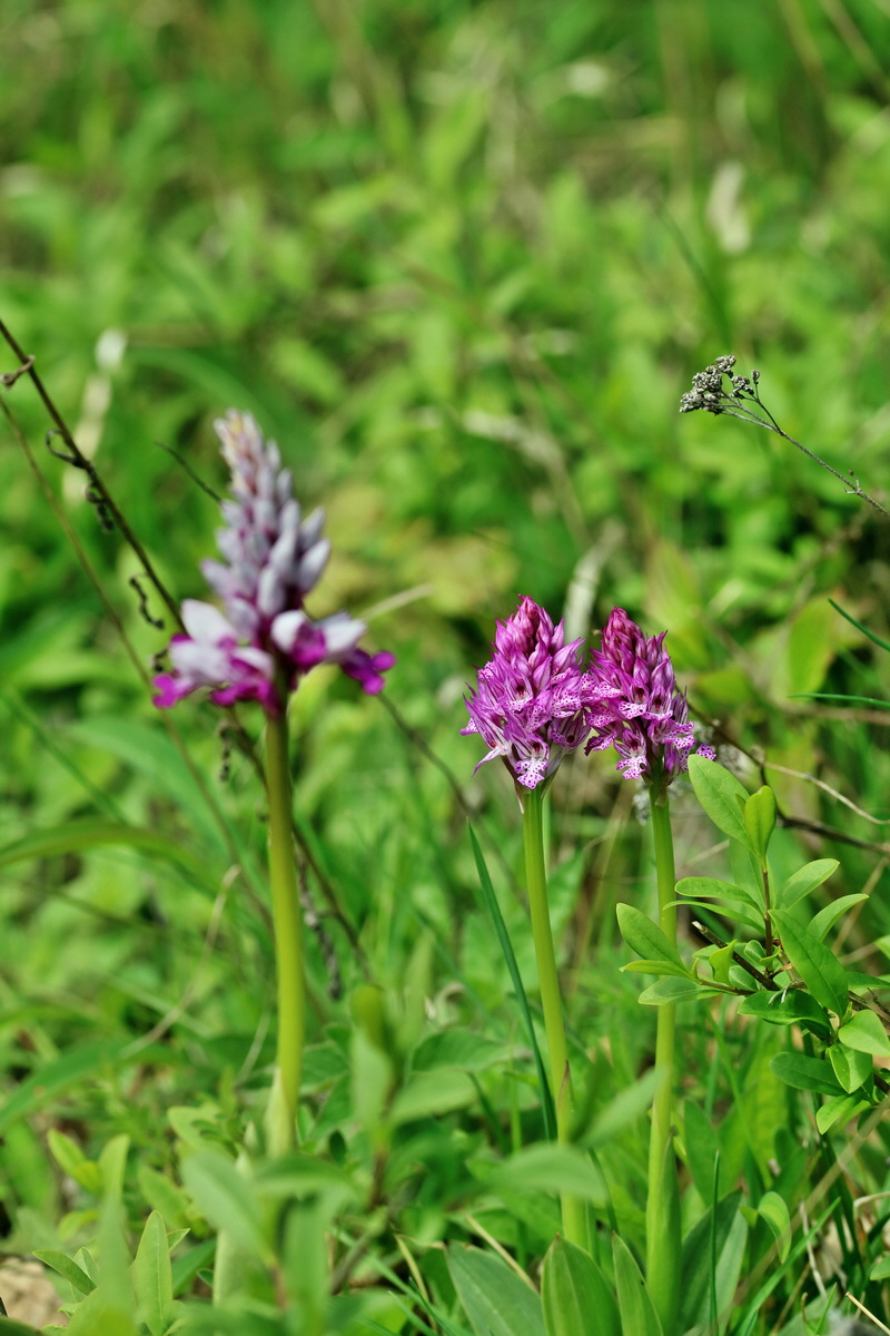 RNA_2017_05_06_2823p_Bildgr��e �ndern