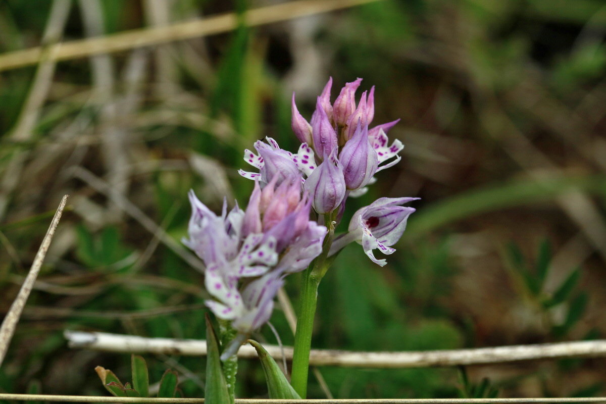 RNA_2017_05_06_2825p_Bildgr��e �ndern