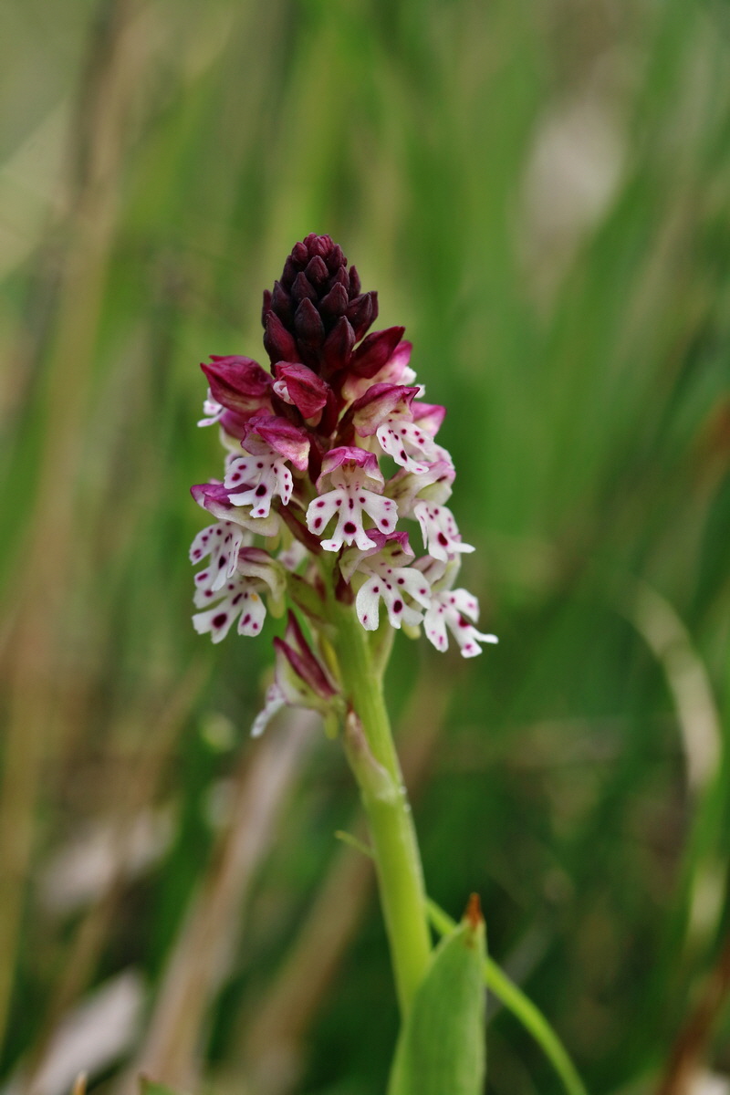 RNA_2017_05_06_2833p_Bildgr��e �ndern