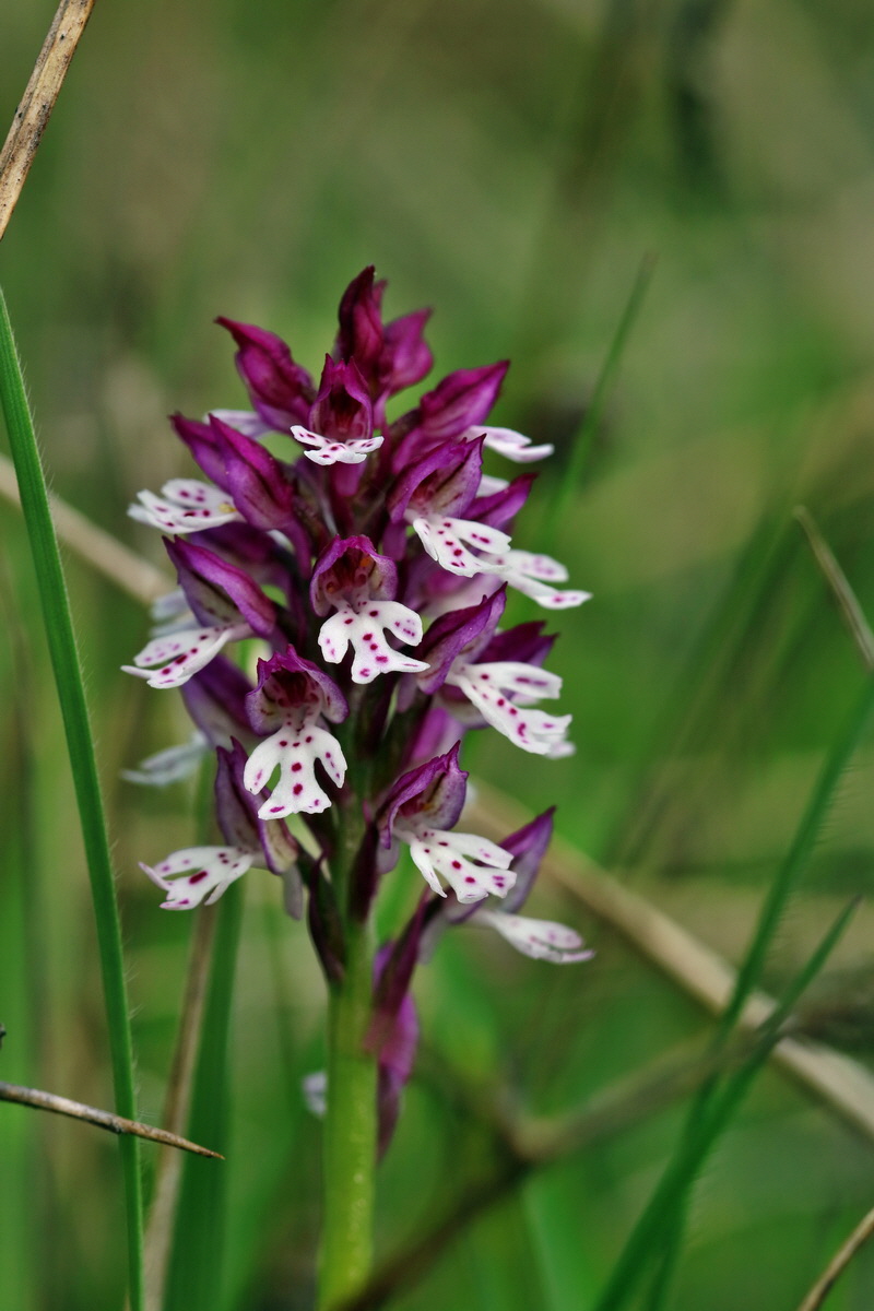 RNA_2017_05_06_2837p_Bildgr��e �ndern