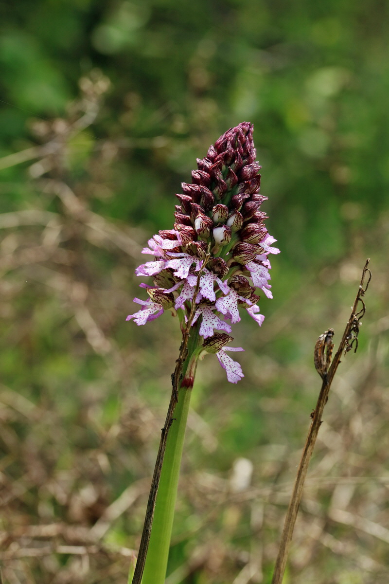 RNA_2017_05_06_2857p_Bildgr��e �ndern