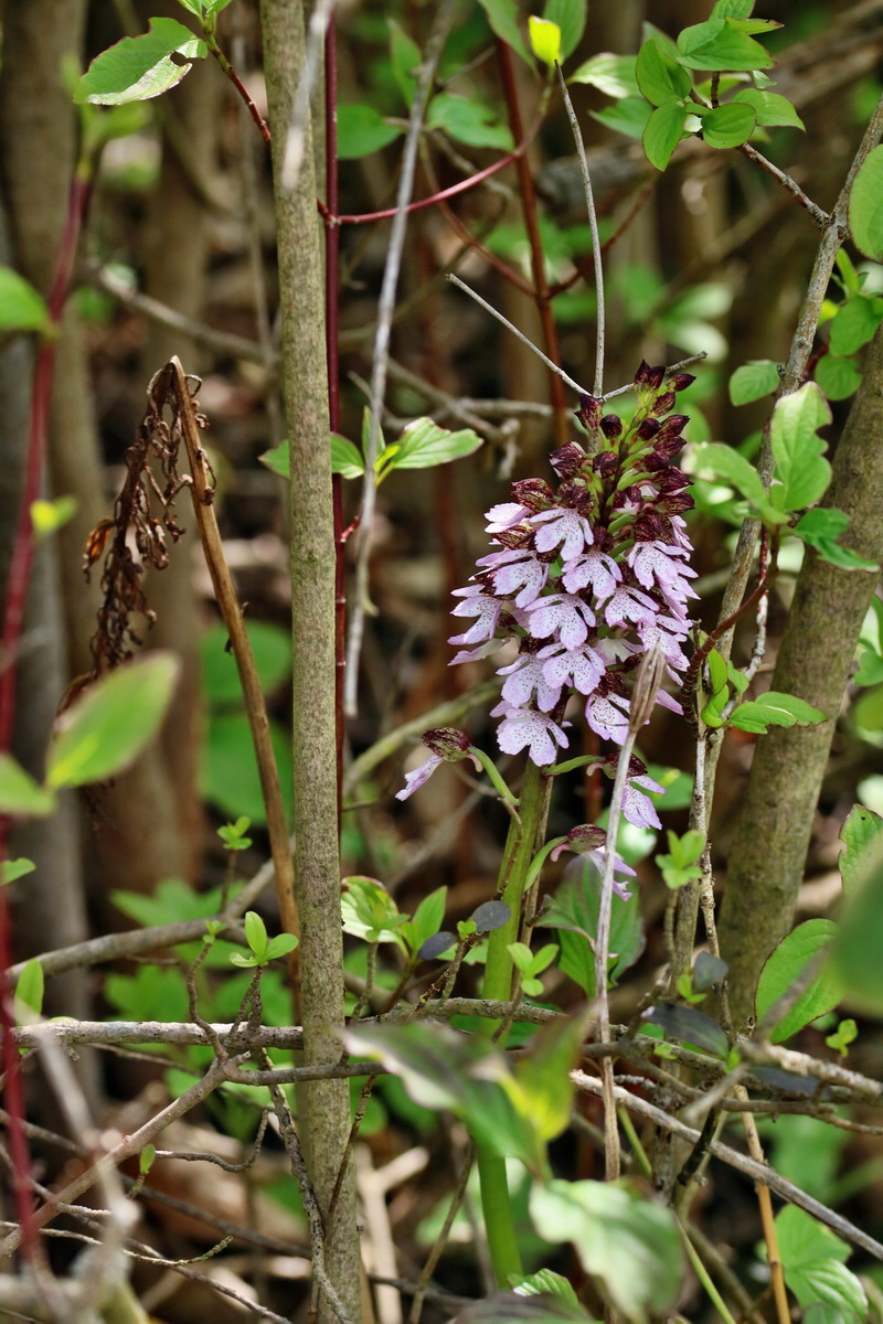 RNA_2017_05_06_2859p_Bildgr��e �ndern