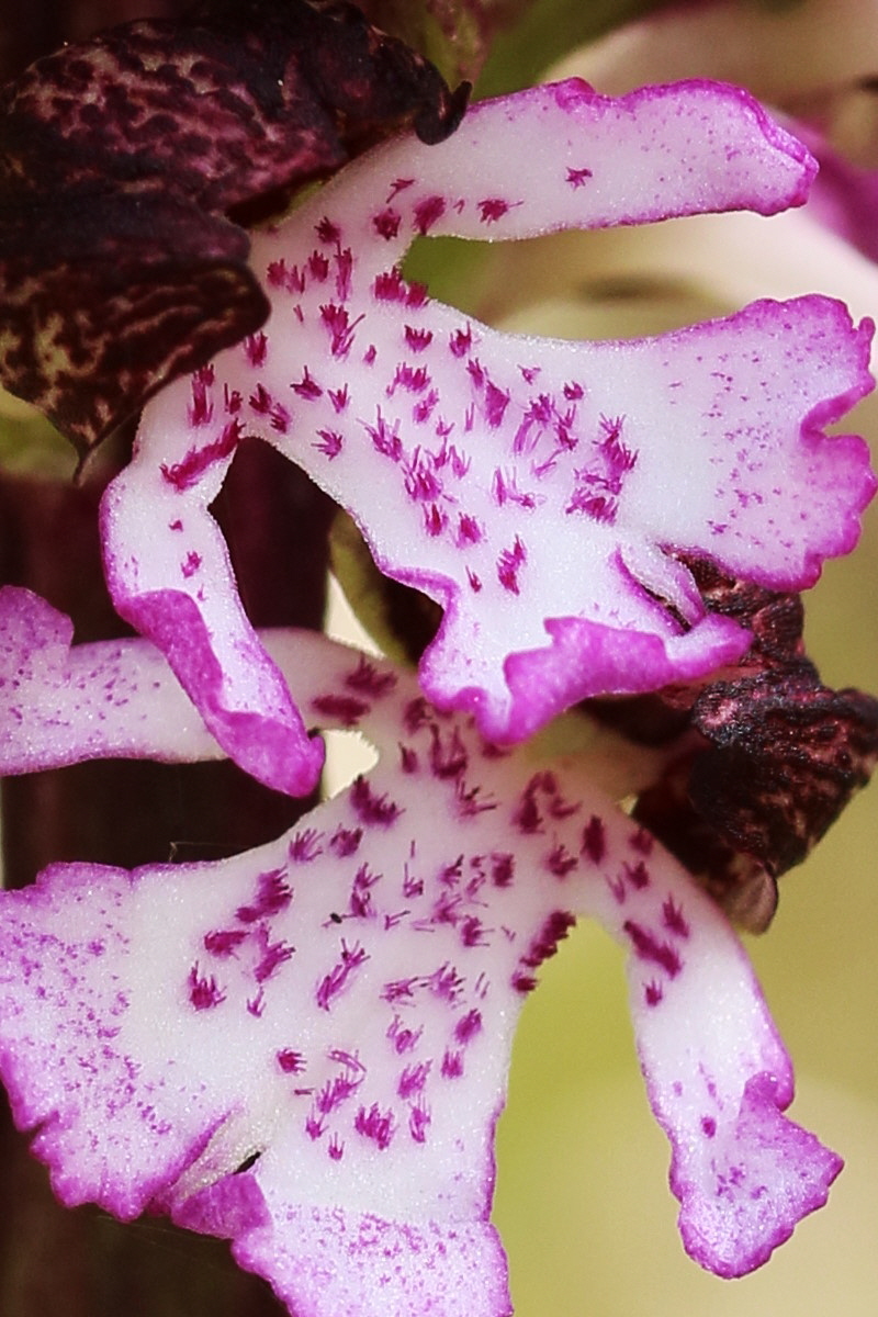 RNA_2017_05_06_2862a