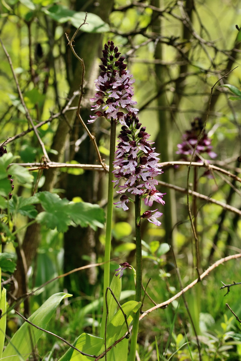 RNA_2017_05_06_2869p_Bildgr��e �ndern