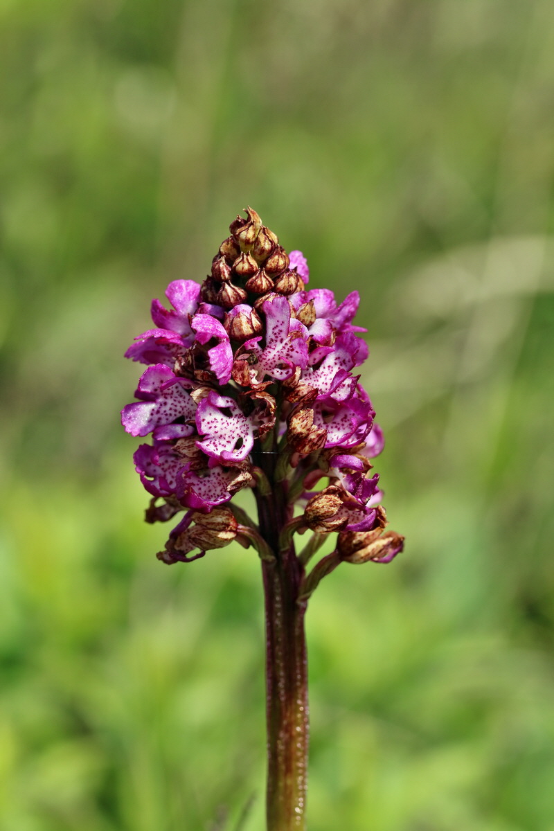 RNA_2017_05_06_2879p_Bildgr��e �ndern