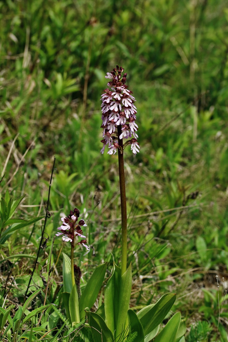 RNA_2017_05_06_2890p_Bildgr��e �ndern