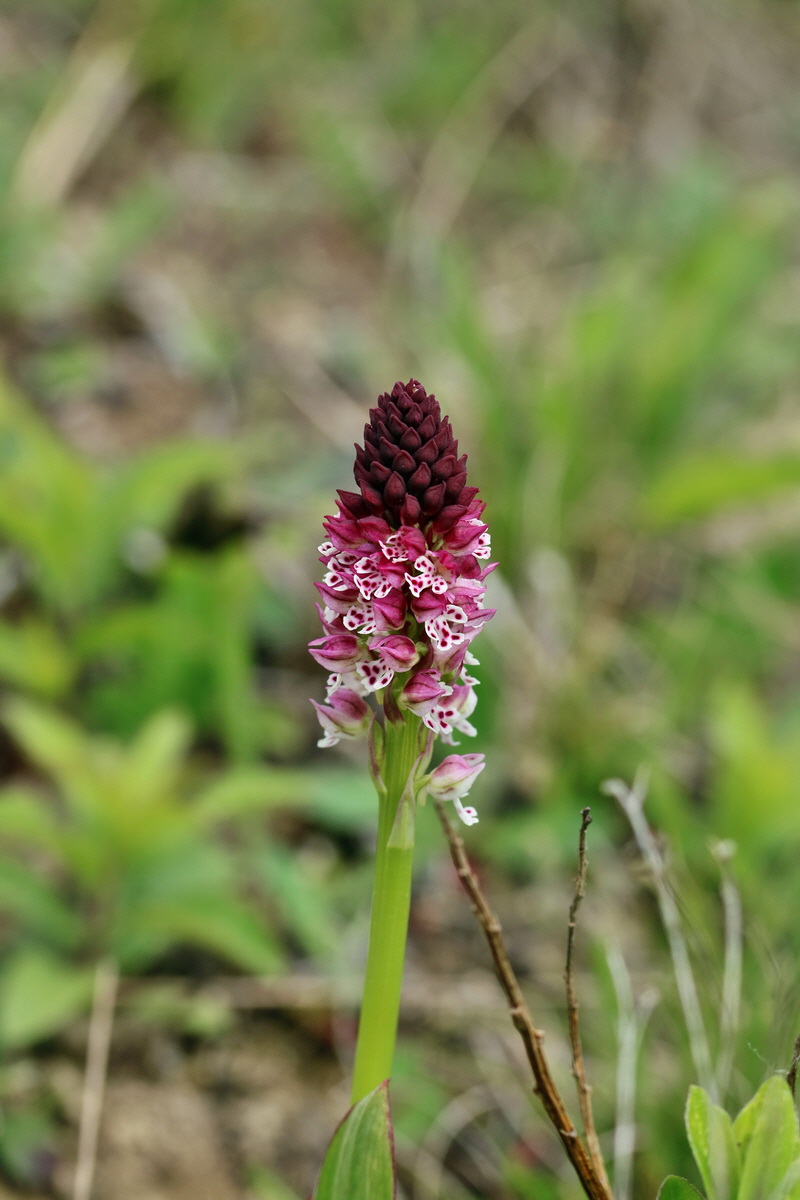 RNA_2017_05_06_2895p_Bildgr��e �ndern