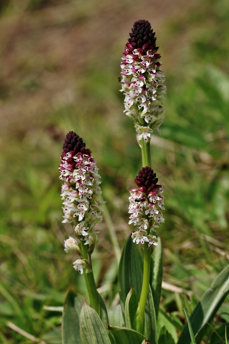 RNA_2017_05_06_2901p_Bildgr��e �ndern