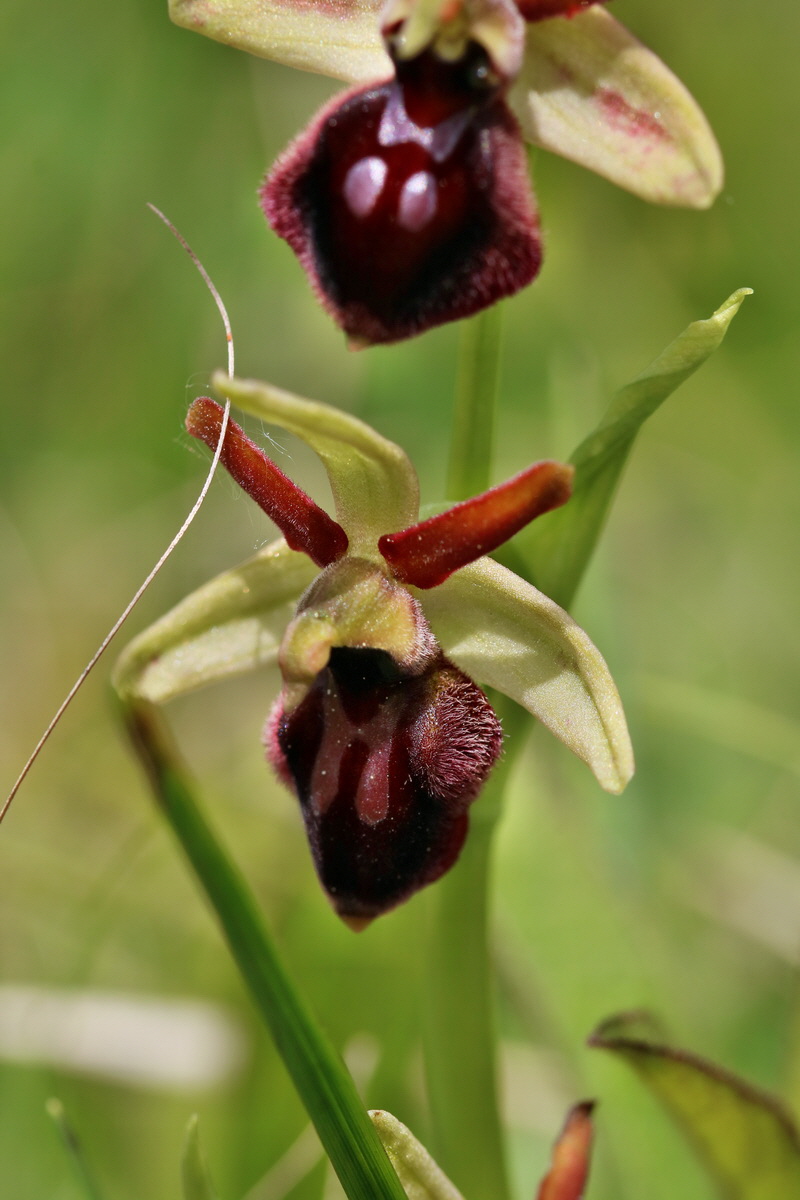 RNA_2017_05_06_2906p_Bildgr��e �ndern