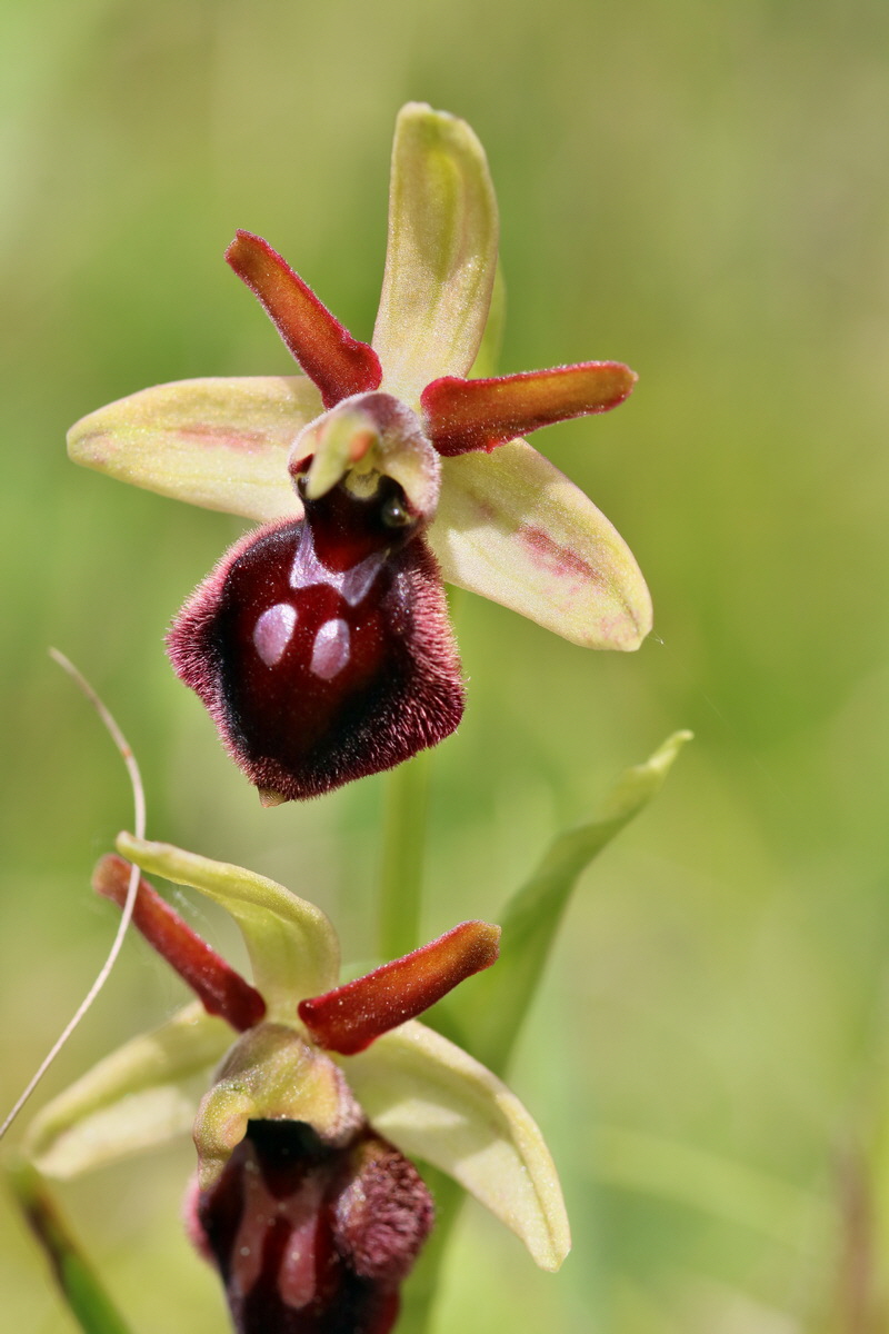 RNA_2017_05_06_2911p_Bildgr��e �ndern