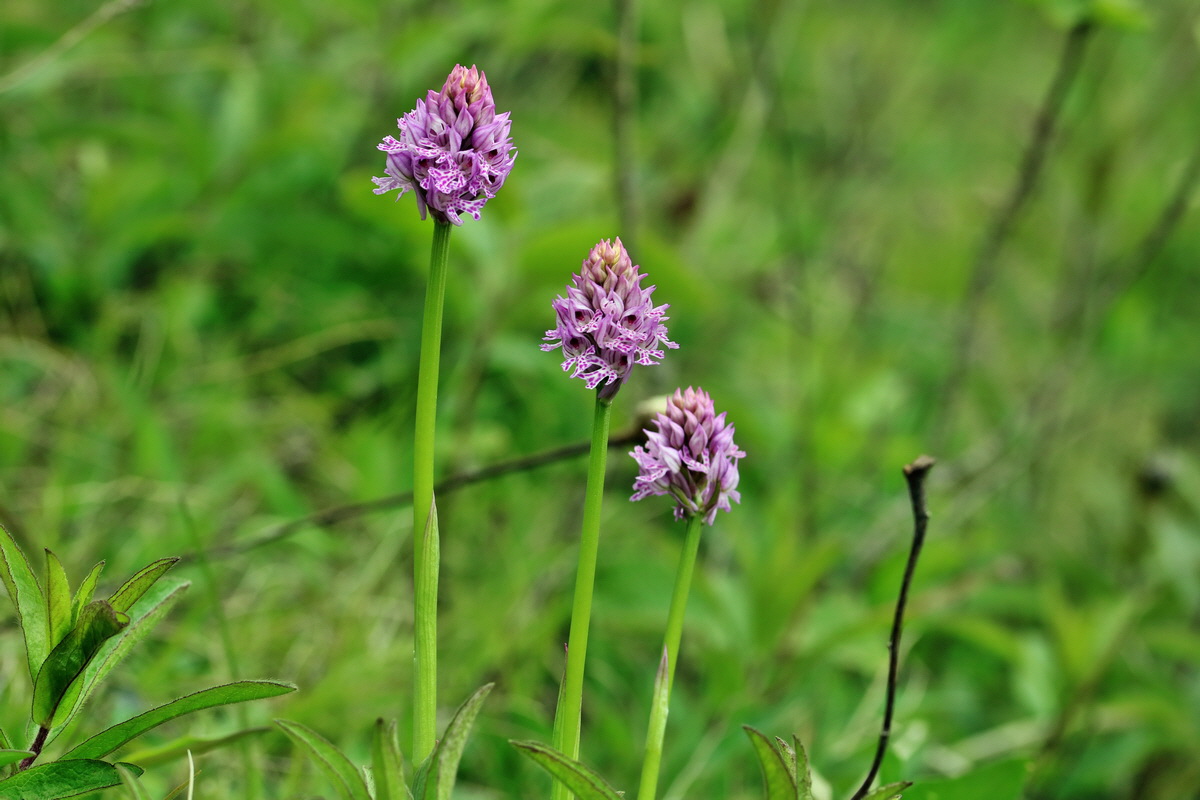 RNA_2017_05_06_2919p_Bildgr��e �ndern