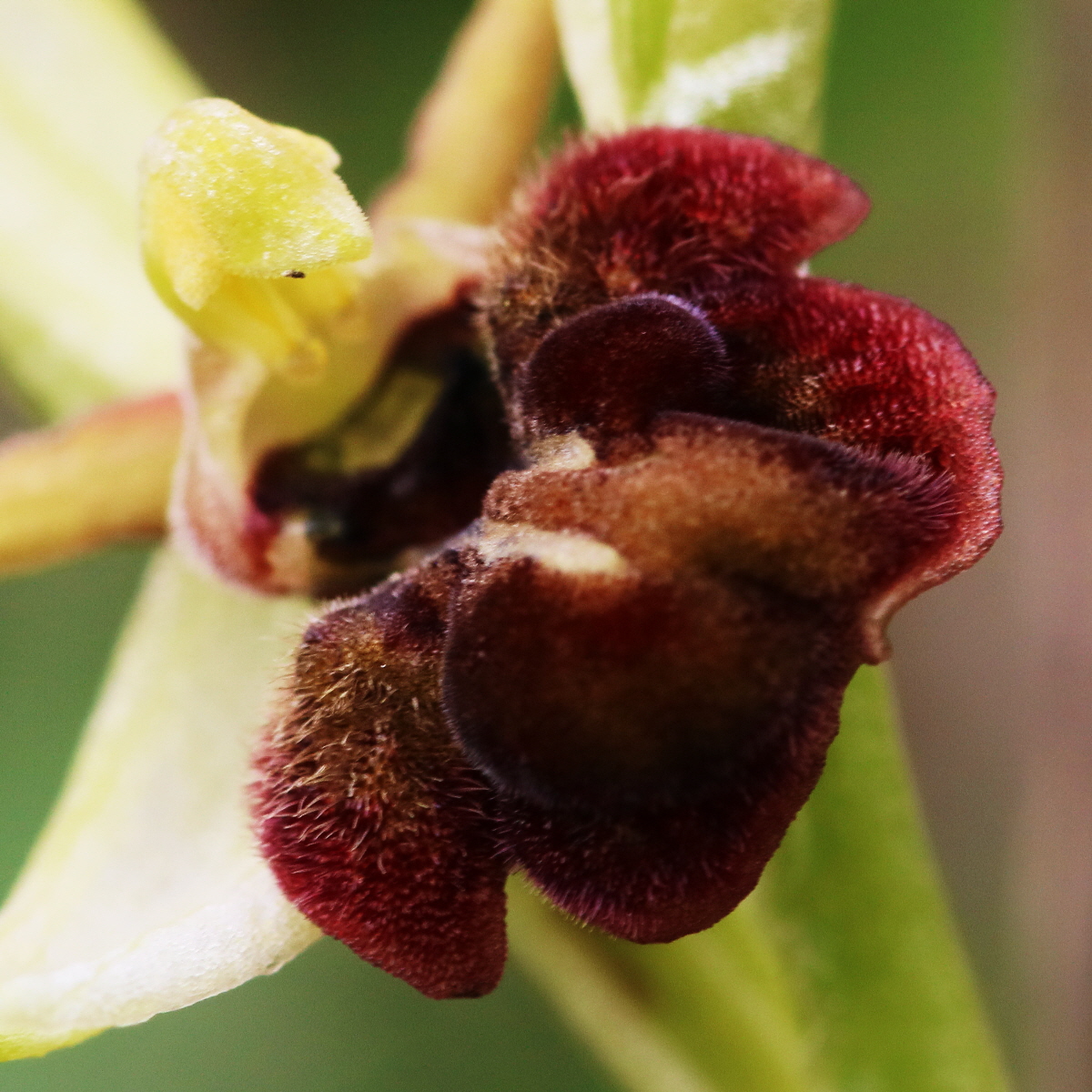 RNA_2017_05_06_3054a