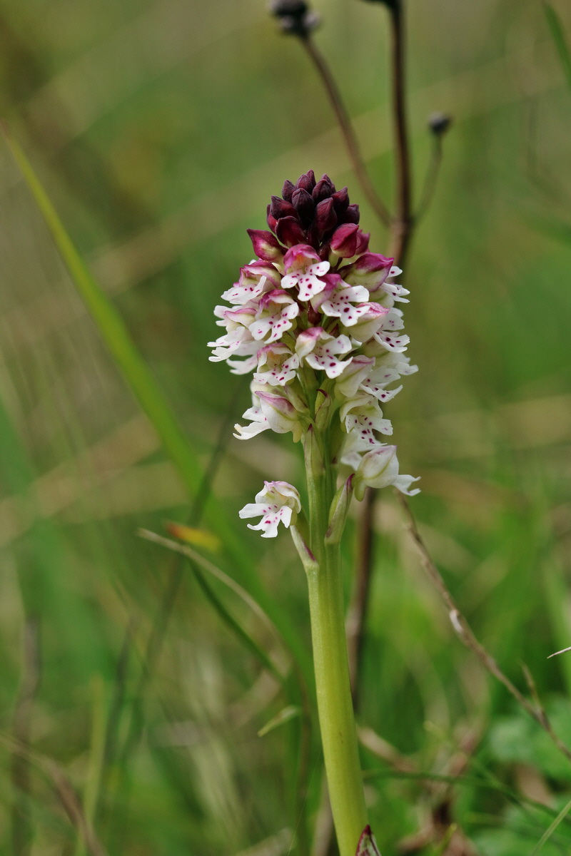 RNA_2017_05_06_3067p_Bildgr��e �ndern