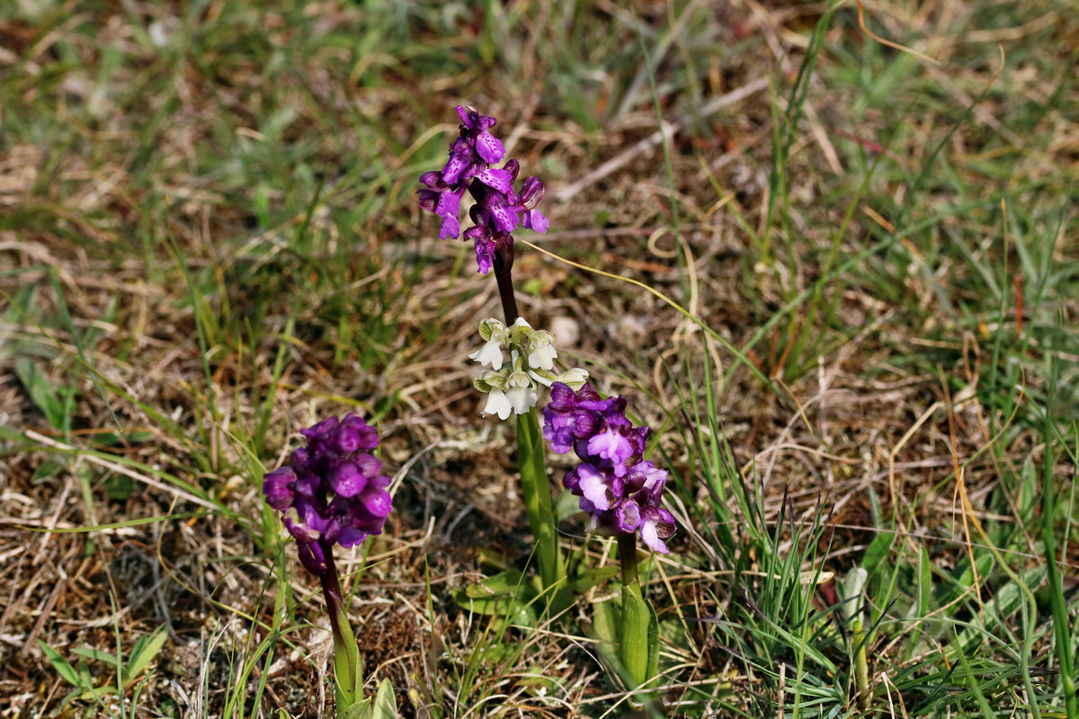 RNA_2017_05_06_3068p_Bildgr��e �ndern