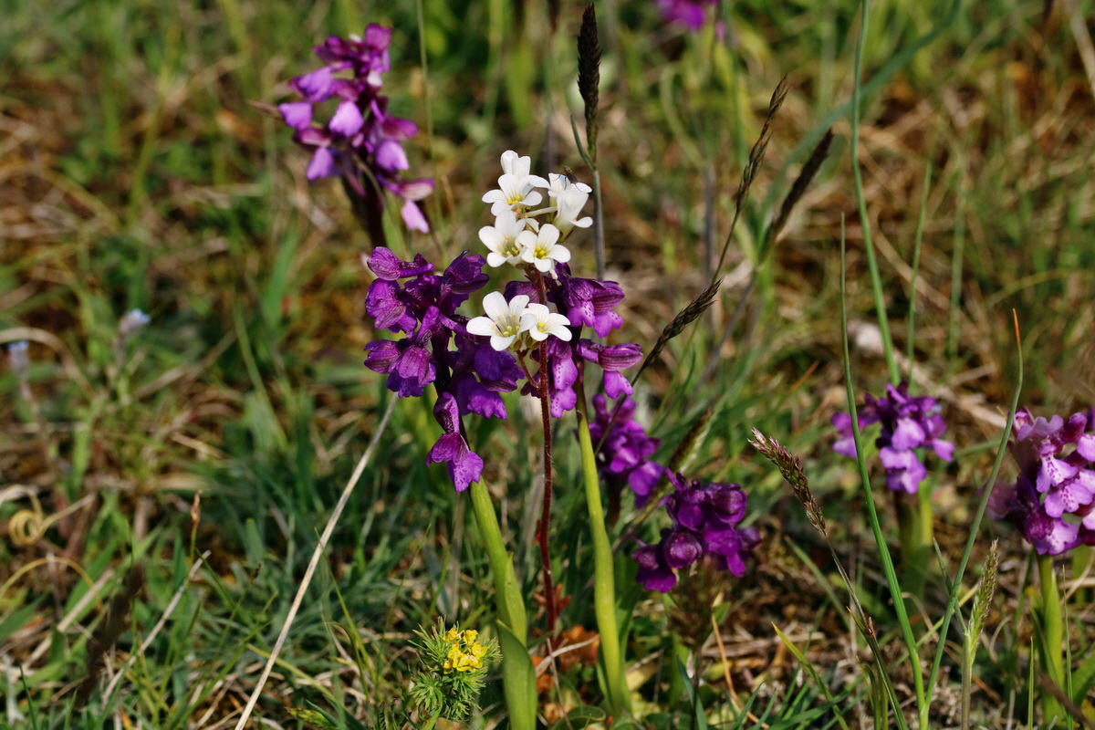 RNA_2017_05_06_3072p_Bildgr��e �ndern