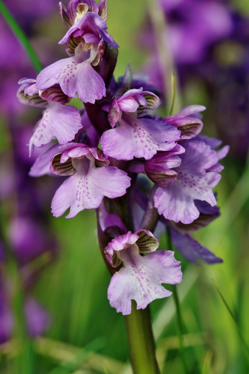 RNA_2017_05_06_3075p_Bildgr��e �ndern