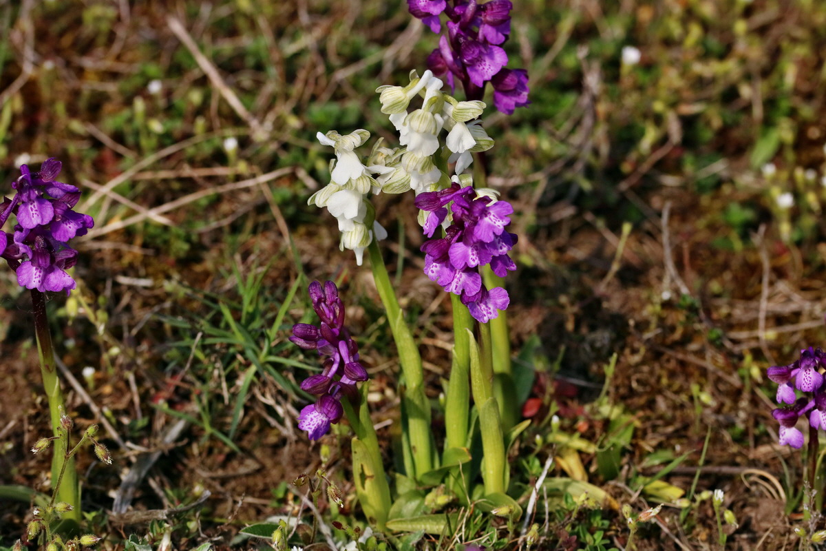 RNA_2017_05_06_3077p_Bildgr��e �ndern