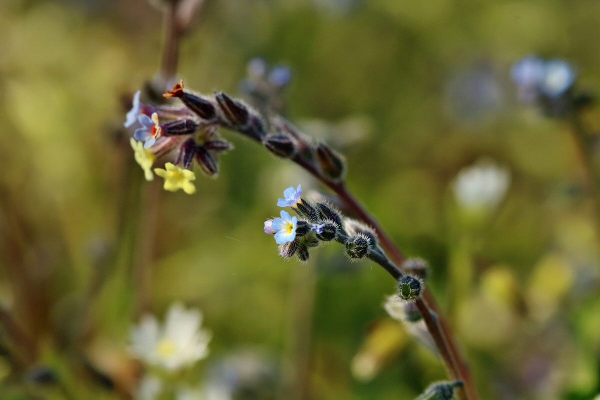 RNA_2017_05_06_3081p_Bildgr��e �ndern