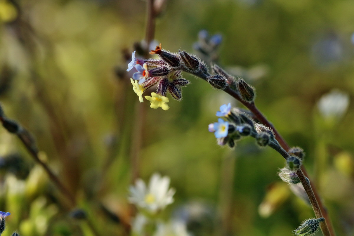 RNA_2017_05_06_3083p_Bildgr��e �ndern