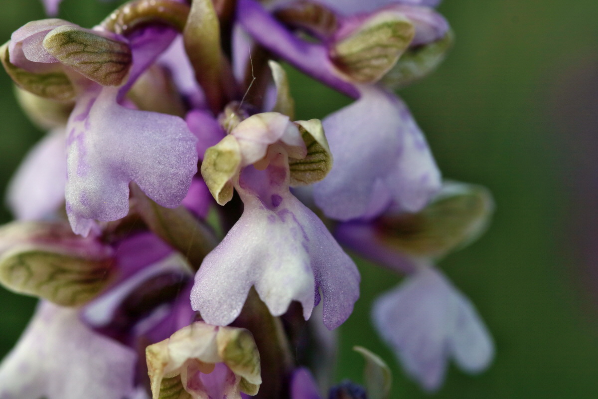 RNA_2017_05_06_3087p_Bildgr��e �ndern