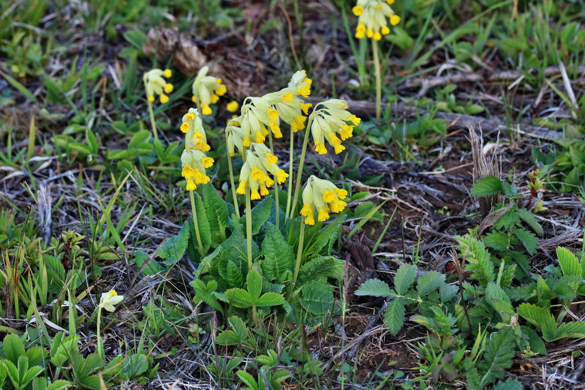 RNA_2017_05_06_3093p_Bildgr��e �ndern