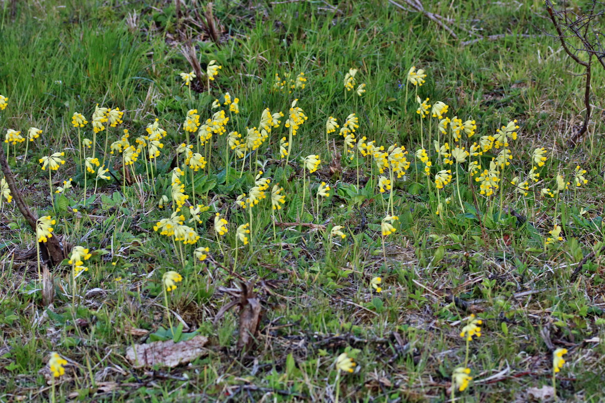 RNA_2017_05_06_3094p_Bildgr��e �ndern